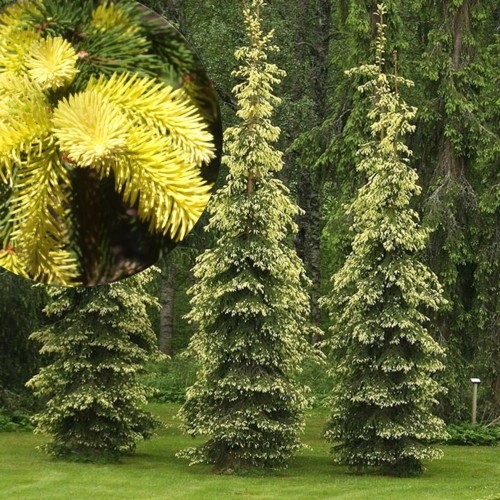 Picea abies 'Kuhmoisten Kulta' - Harilik kuusk 'Kuhmoisten Kulta' C2/2L
